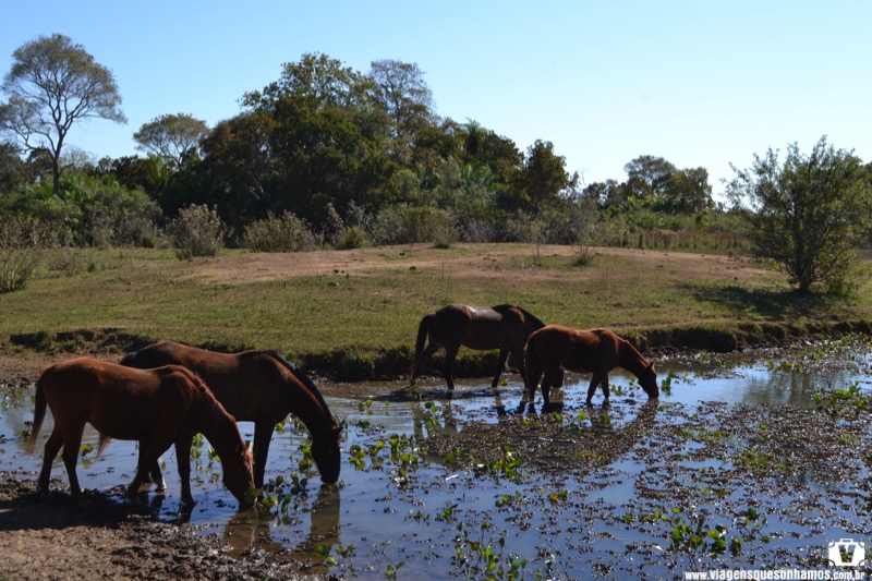 Cavalo pulando Pantanal 