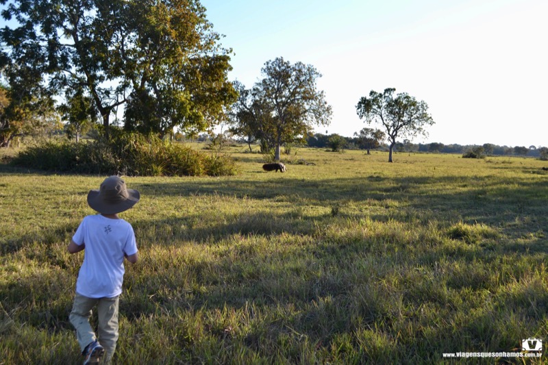 Pantanal ou Amazônia