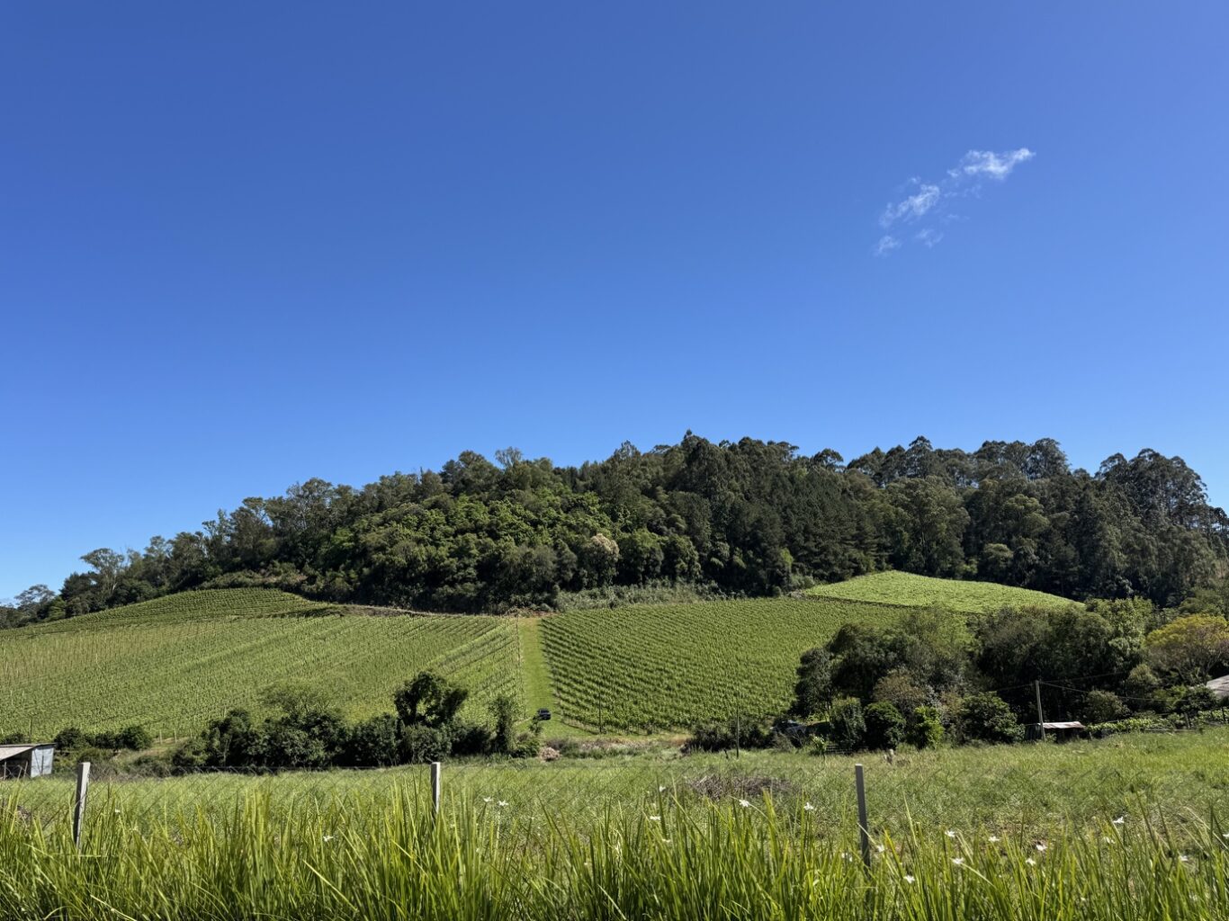 Enoturismo em Altos Montes