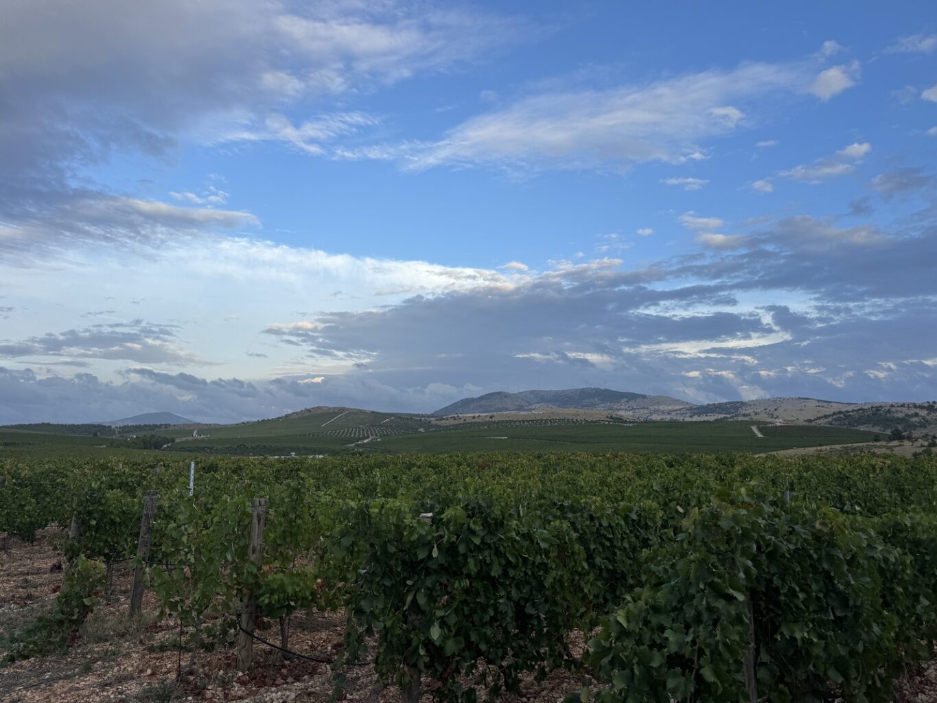 vinicola na Croácia