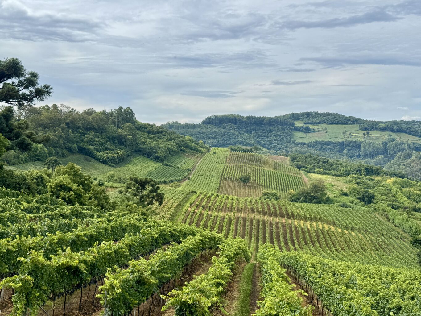 enoturismo no Vale dos Vinhedos