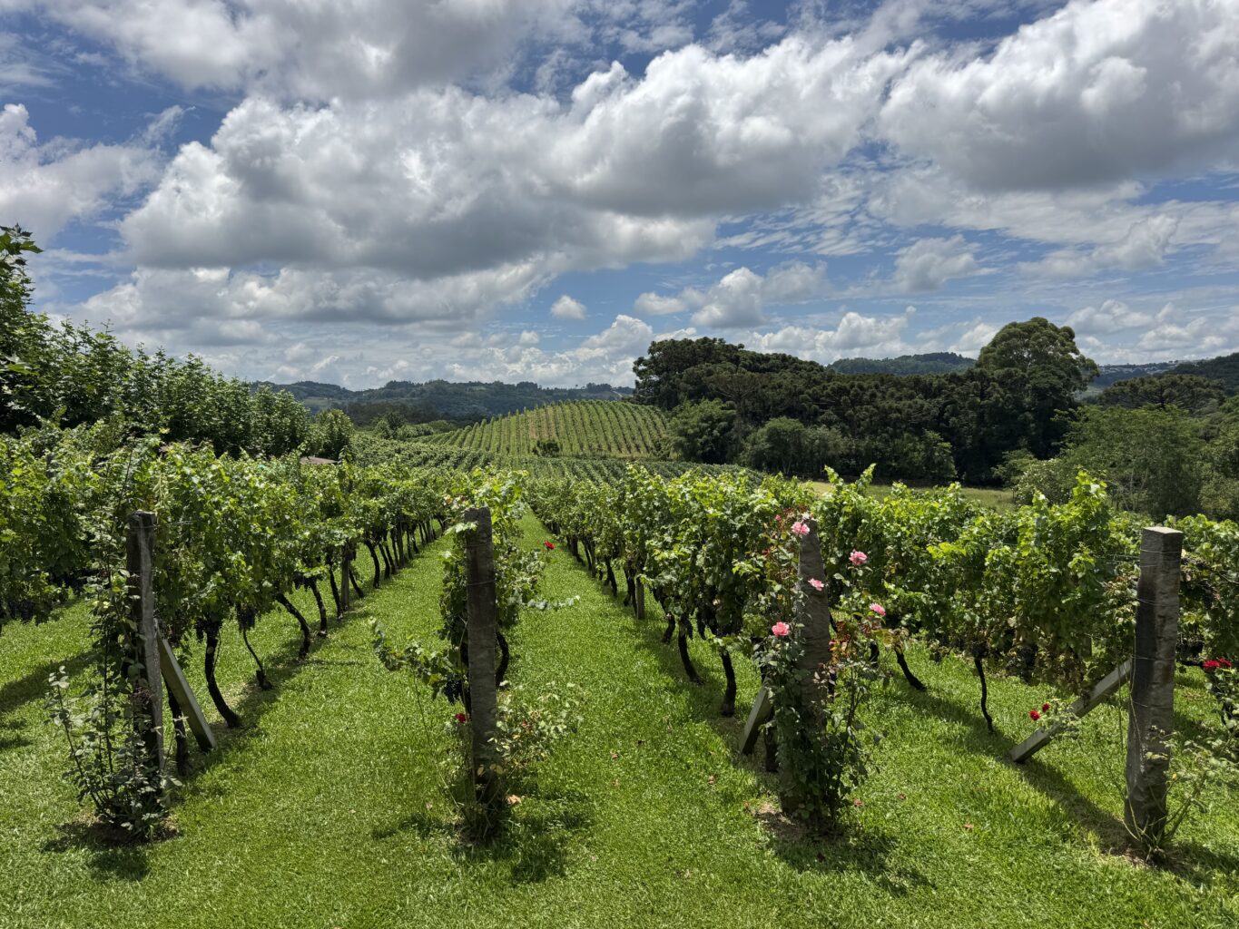 enoturismo no Vale dos Vinhedos